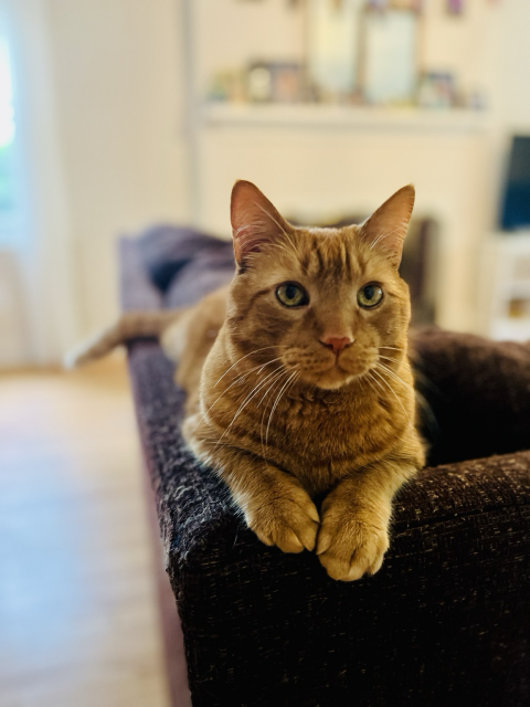 Orange tabby cat on top of couch 