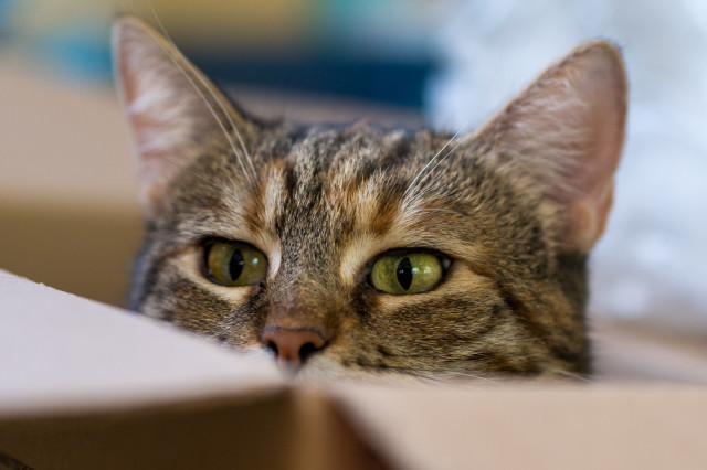 Gestreifte Katze, die in einem Karton hockt und über den Rand schaut. Zu sehen ist Stirn, Öhrchen, Augen, Nasenspitze. 