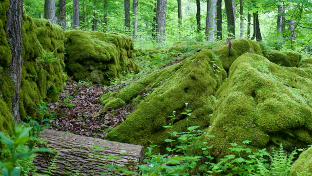 Photo of forest with large boulders completely covered with thick moss   A chipmunk sits on a mossy rock in top right. 
