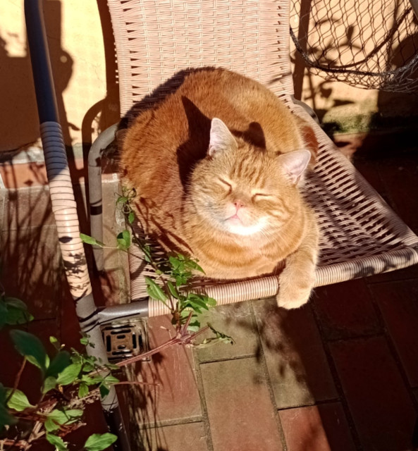 red cat enjoying the morning sun