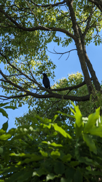 Baby crow has left the nest and his hanging out on a branch nearby.