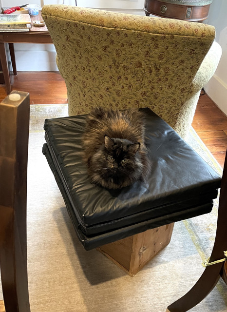 A senior tortie cat is sitting comfortably atop an exercise mat which is atop a much smaller wooden crate. On either side are kitchen chairs (one upside down) in the midst of being cleaned, rearranged. Her colors are many shades of brown and one of her whiskers is gray.