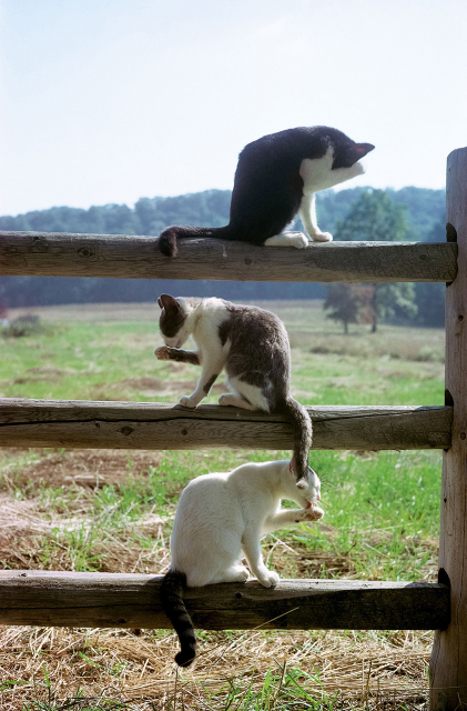 Three grooming cats have positioned themselves in perfect vertical order on the three rails of a wooden split-rail fence. A farm pasture is in the background. 