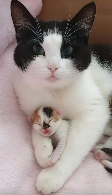 Black and white mother cat holding her kitten.