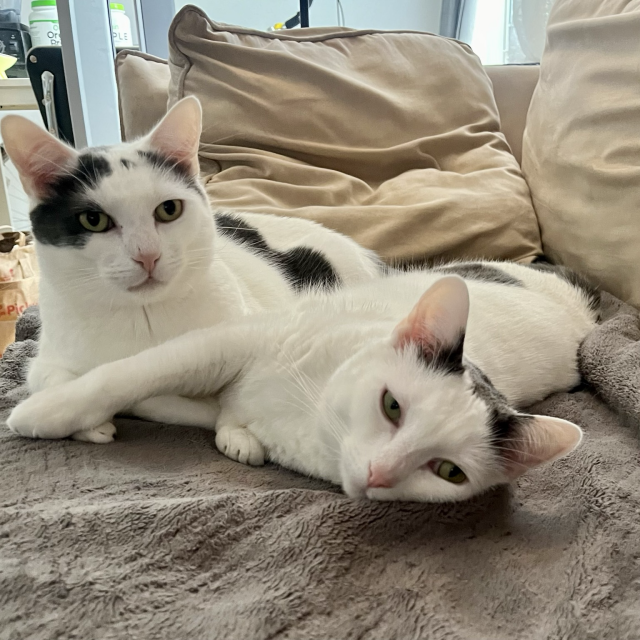 Two white cats with dark grey splodges relaxing on the couch next to each other on a cozy blanket. 