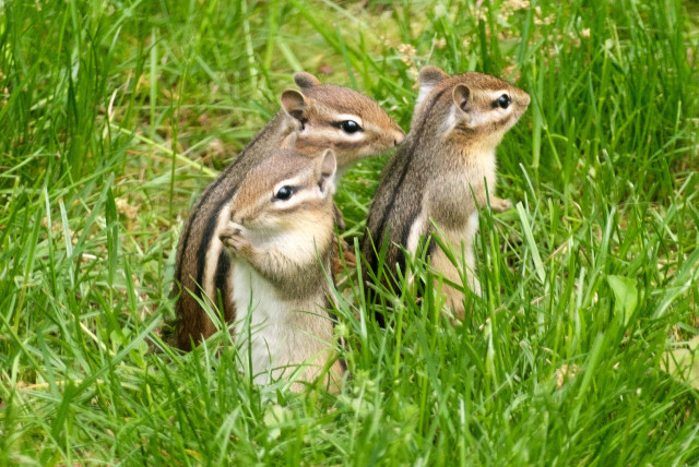 Three cute chipmunks standing on their hind legs in green grass. The chipmunk in the foreground has its paws up to its cute little mouth as if nibbling on a tender treat.