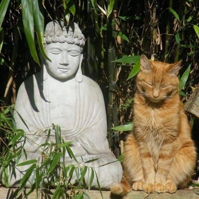 orange cat half asleep next to a statue of buddha, both are surrounded by bamboo plants