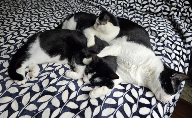 Three black and white tuxedo cats sleeping on a blue and white blanket together. Oreo, Penguin and Mr Minx.