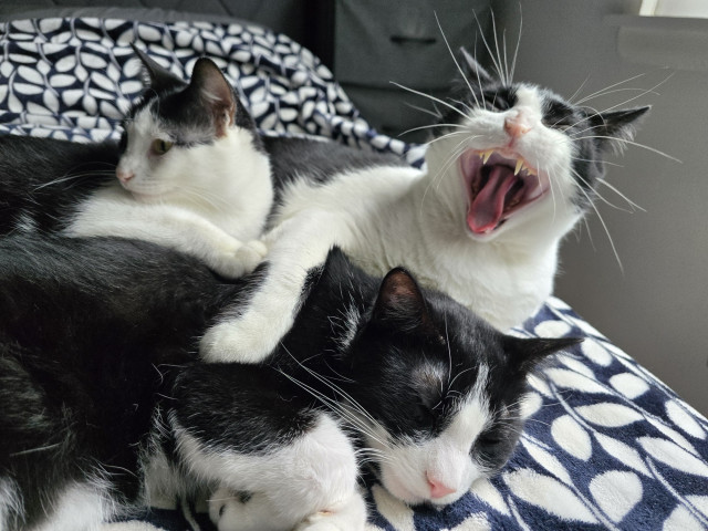 Three black and white tuxedo cats sleeping on a blue and white blanket together. Oreo, Penguin and Mr Minx. Mr Minx is yawning with mouth full open.