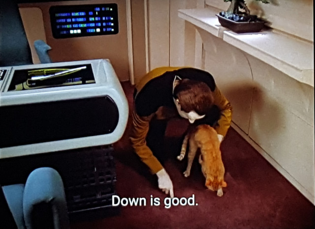 TNG scene. We're in Data's person quarters. There's a workspace and some LCARS panels on the wall and a cute lil' shelf with a lil' bonsai tree. Data is crouched down next to his desk, holding an orange cat. In picture one, he's pointing at the carpet, closed caption reads, "Down is good."
In picture two, Data is now holding the cat up near the desktop by it's cat armpits, closed caption reads, "Up is no."