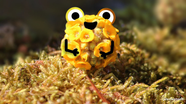 An orange buddleja globosa, a round ball surrounded by very small flowers, sits on a mossy surface, brightly lit by direct sunlight. I have drawn on two frog-like eyes above, a happy mouth and two arms, resting on its front.