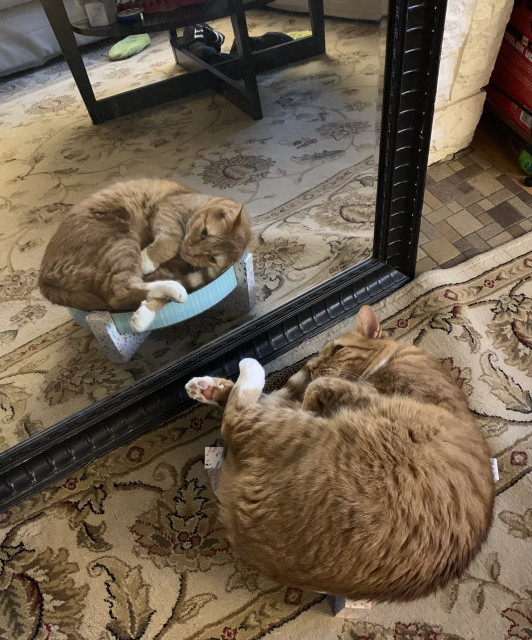 Orange cat laying in a cardboard scratching bowl that’s too small for him, reflected in a mirror
