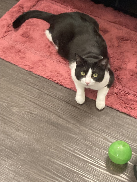 tuxedo cat is laying on a reddish bath rug, looking up at the camera mournfully. A tragically empty green treat ball is resting on the hardwood floor a few feet in front of him. It has been empty for hours (20 minutes).