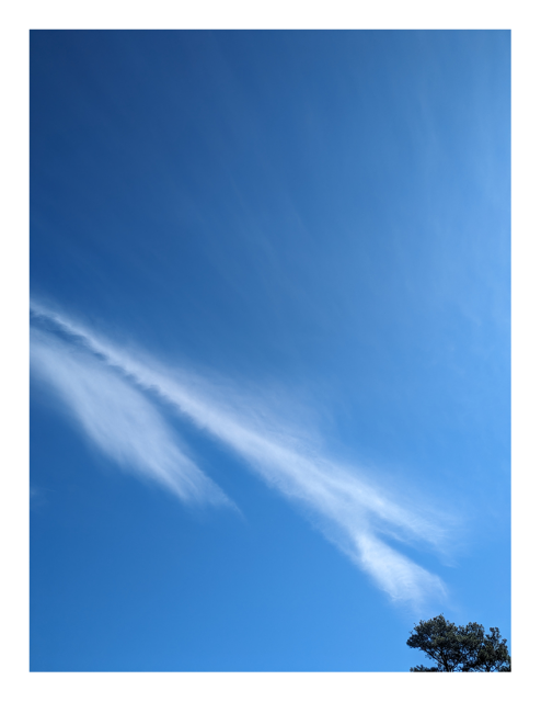 daytime. a deteriorating contrail enters the picture from the left and angles to bottom right, appearing to reach for the tops of two pine trees in the bottom right corner. the background is a cloudless blue sky.