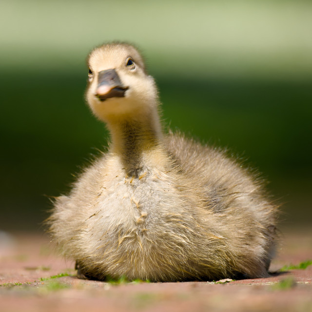 A greylag goose chick sitting on the ground, shaking its head.