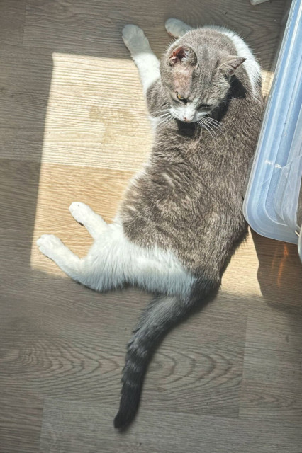 Cat lying on floor in a square of sunshine.