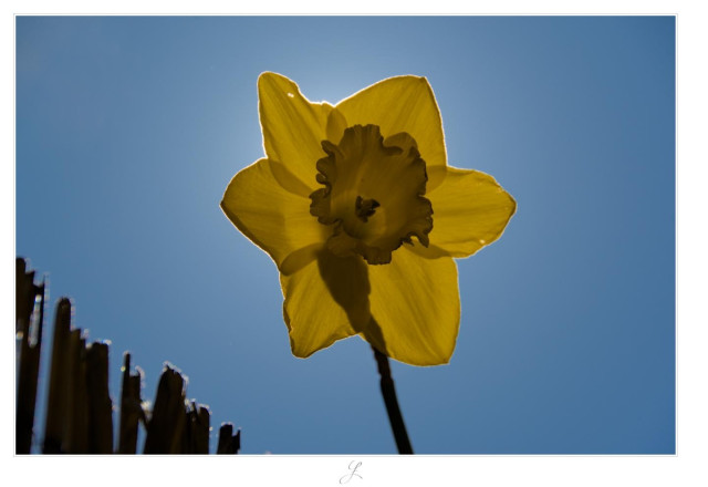 From below, we look at a solid yellow daffodil blossom backlit against a blue sky. The sun is right behind the blossom and draws a high-contrast border along the petals. Part of a blurred wooden fence can be seen on the left.

AI disclaimer: Using my work, its meta data, written or derived description to create media with or train AI based systems is prohibited.