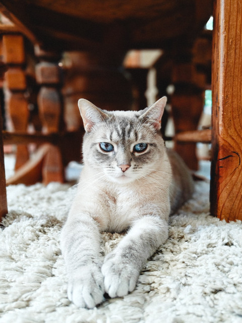 My cat sitting really under a chair. Arms out like superman. His eyes look super blue against the white rug.