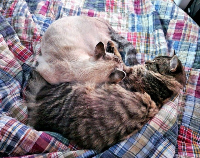 Two tabby best friends taking a nap together on a plaid quilt.