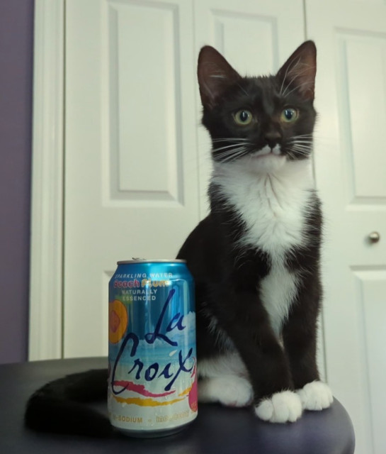 Black and White Tuxedo kitten sitting next to a can of drink for scale. He's about twice as tall.