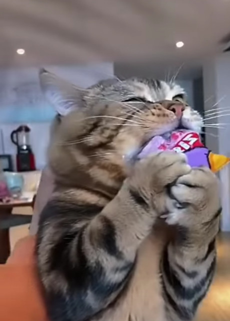 A cat is pictured in the kitchen, holding small candy bar with two paws, and trying to open the wrap with its teeth. 