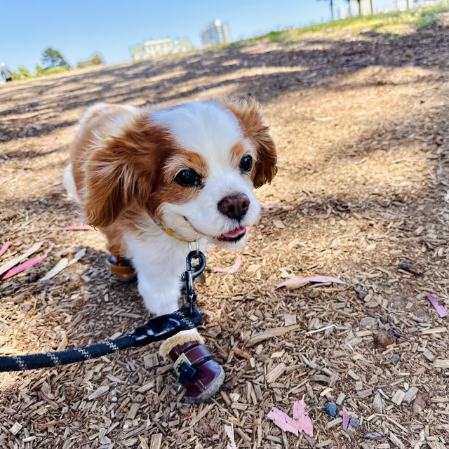 A Cavalier King Charles spaniel walking happily 