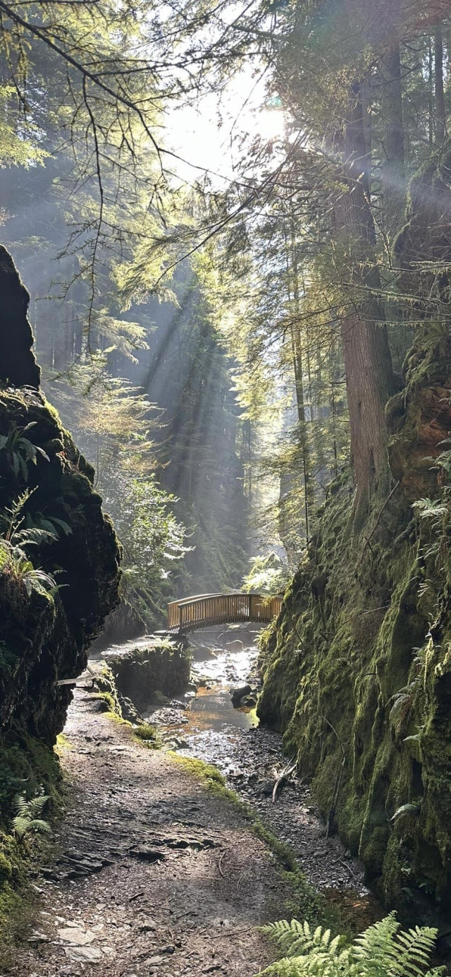 A photo of a sunlit gorge with lush green foliage on both sides and trees above a rock face with ferns and a path leading to a small wooden bridge crossing a small trickling river.