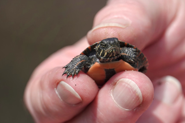 A small young painted turtle in her hand, held with three fingers. The turtle is not much wider than the thumb.
