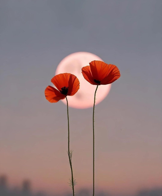 Photography. A color photo of two red flowers (Red poppies) in front of a milky evening sky with a full moon. The photo has a color gradient from a grey sky to a beige/orange with a minimal city silhouette at the bottom. However, the focus is on two red flowers on leafless stems. Simple, but beautiful.