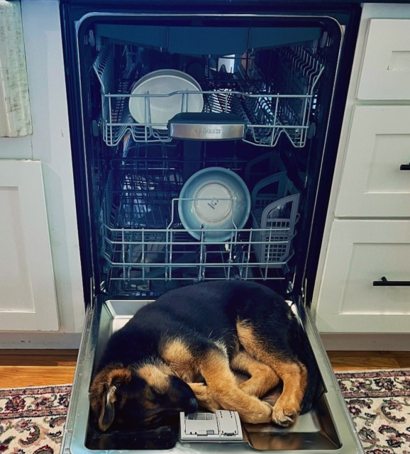 Puppy sleeping on the door of dishwasher 