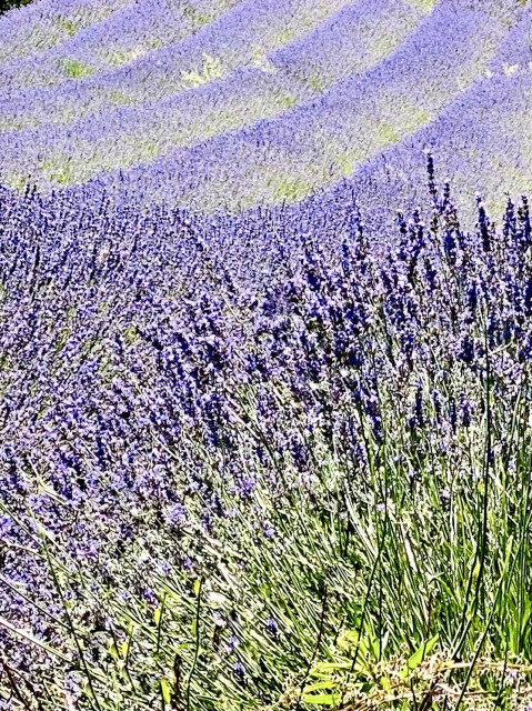 A vibrant field of lavender, with rows of purple flowers extending into the distance.