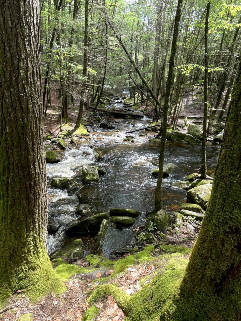 View is looking at a brook running downstream directly at camera position. The photo has two large hemlocks on either side framing the shot. At their bases are mats of green moss. The brook has many medium and small trees at its edge and going back into the forest. The leaves on the deciduous trees are just leafing out.