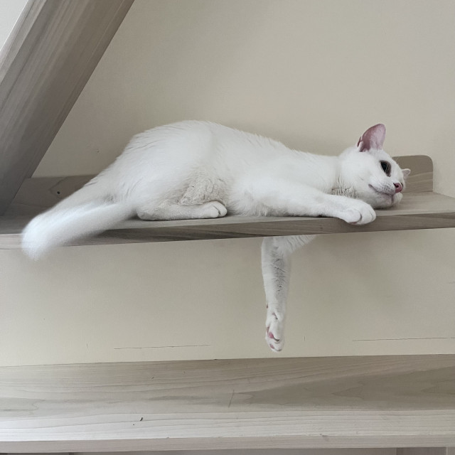 a white cat lies on a shelf with her paw dangling through a hole in the shelf
