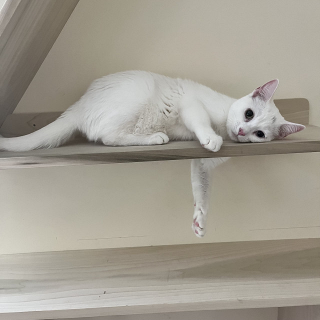 a white cat lies on a shelf with her paw dangling through a hole in the shelf; she is looking right at us