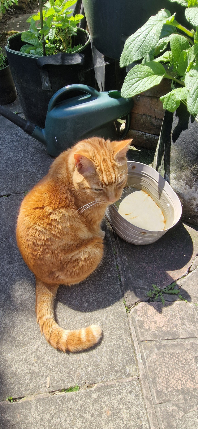 Colin, an orange cat, sitting next to a rusty trough full of relatively clean water. It is sunny.