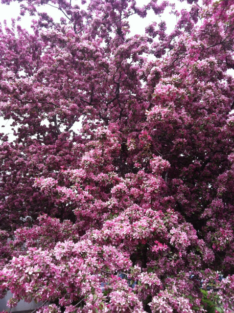 A tree in full pink blossoms. It could be a cherry or a crabapple. I’m not sure. 