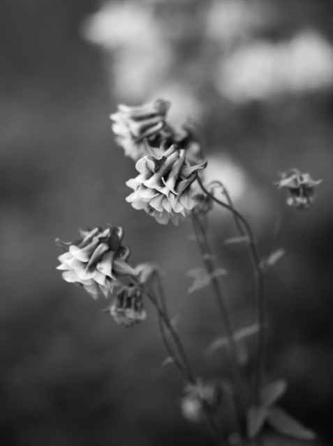 Black and white photo of a aquilegia vulgaris also known as granny’s bonnet. The background is light gray and out of focus.
