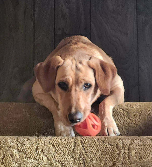 Golden Labrador retriever playing with her orange ball on tan carpeted stairs.