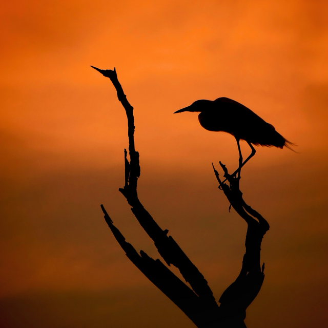 The silhouette of an crane on a dead tree at sunset on the Okavango Delta. The silhouette is against a very orange warm sky on a hot evening.