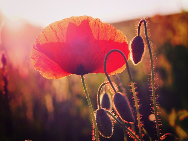 Close-up of a red poppy flower backlit by the sun, with poppy buds and a blurred natural background.