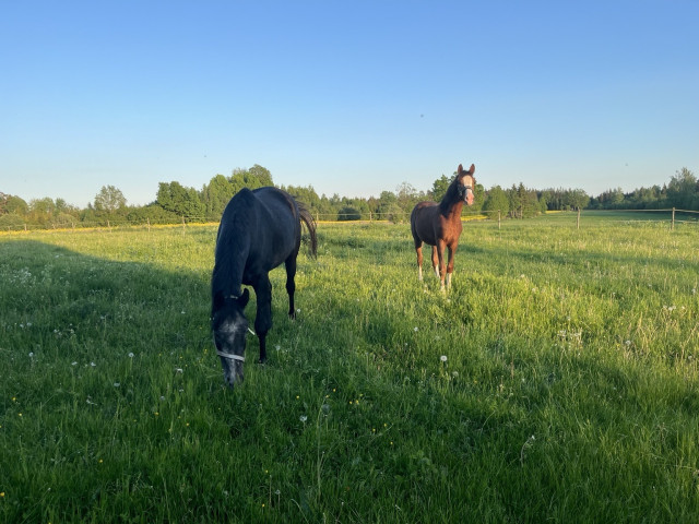 Two horses grazing in a grassy, fenced pasture under a clear blue sky.
