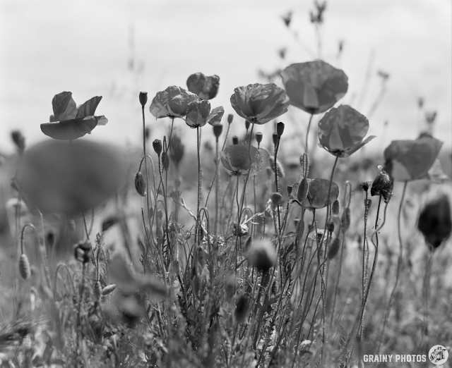 A black-and-white close-up film photo of poppies and other Andalucian wildflowers. 