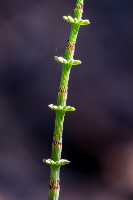 Close-up side profile of a horsetail plant with green segmented stem and small whorls of needle-like leaves opening up along the joints.