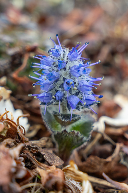 Close-up of the flowering head of Synthyris borealis, commonly known as northern kittentails, with vibrant blue-purple flowers blooming on Wickersham Dome.