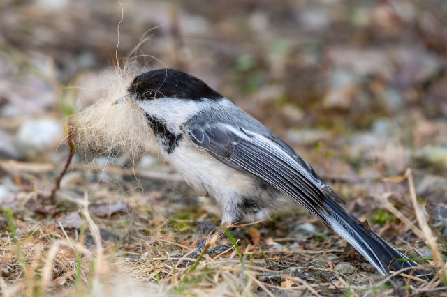 Close-up of a black-capped chickadee on the ground, holding a tuft of dog's fur in its beak, collecting it for nesting material.