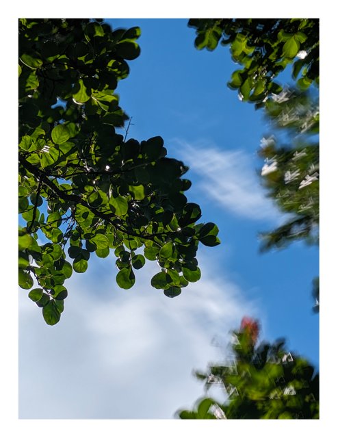 late afternoon sun. out of focus view of a blue sky with a large and small cloud from inside a crepe myrtle tree, leafy branches curtaining around the image. many of the oval green leaves are backlit by the sun and some are motion-blurred by a breeze.