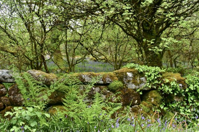 A mossy wall with bluebells behind