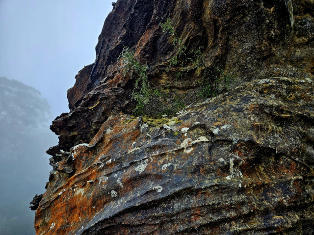 A craggy rock face dappled with white and orange lichen colonies, blotches of yellow green moss, and two tiny bushes growing out of a crevice. Dharug and Gundungurra country.