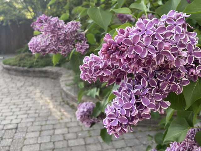 big sprays of lilac flowers growing from the right, pointing left. Each little floret is purple with a white border, with four petals. There is greenery and paving stones and a curved stone raised garden in the background