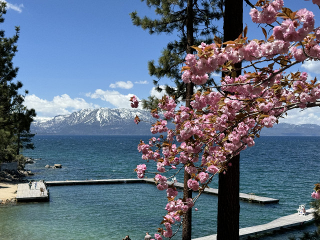 A large branch of pink blossoms, with a lake, dock, and snow-covered mountains in the far background.